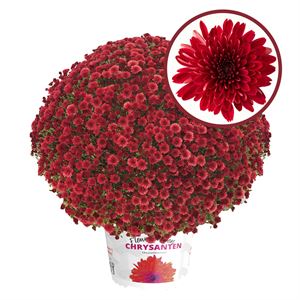 Bild von Bolchrysant P19 Red